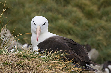 Black browed albatross, West Point Island, Falkland Islands, South America