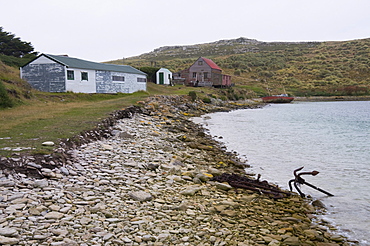 West Point Island, Falkland Islands, South America