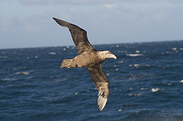 Giant Petrel, near Falkland Islands, South Atlantic, South America