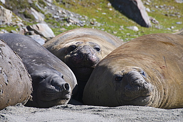 Elephant seals, Moltke Harbour, Royal Bay, South Georgia, South Atlantic