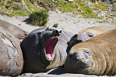 Elephant seals, Moltke Harbour, Royal Bay, South Georgia, South Atlantic