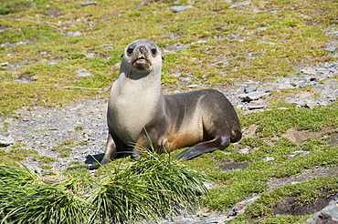 Fur seals, Moltke Harbour, Royal Bay, South Georgia, South Atlantic