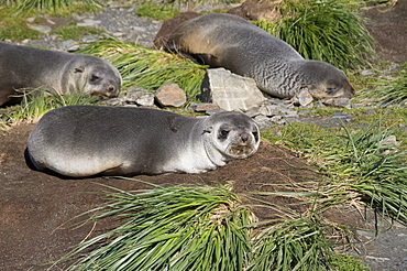 Fur seals, Moltke Harbour, Royal Bay, South Georgia, South Atlantic