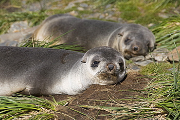 Fur seals, Moltke Harbour, Royal Bay, South Georgia, South Atlantic