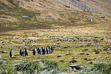 King penguins, Moltke Harbour, Royal Bay, South Georgia, South Atlantic