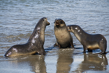 Fur seals, Moltke Harbour, Royal Bay, South Georgia, South Atlantic