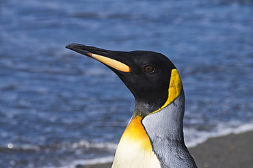 King penguin, Moltke Harbour, Royal Bay, South Georgia, South Atlantic