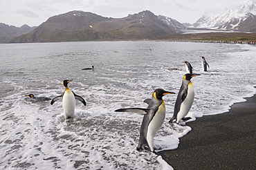 King penguins, St. Andrews Bay, South Georgia, South Atlantic