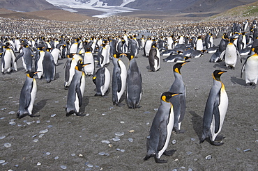 King penguins, St. Andrews Bay, South Georgia, South Atlantic