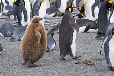 King penguins with brown feathered chicks, St. Andrews Bay, South Georgia, South Atlantic