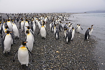 King penguins, Salisbury Plain, South Georgia, South Atlantic