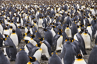 King penguins, Salisbury Plain, South Georgia, South Atlantic