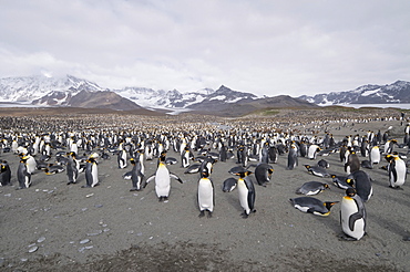 King penguins, St. Andrews Bay, South Georgia, South Atlantic