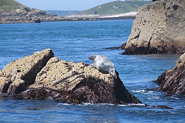 Grey seals, Isles of Scilly, Cornwall, United Kingdom, Europe