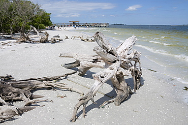 Driftwood on beach with fishing pier in background, Sanibel Island, Gulf Coast, Florida, United States of America, North America