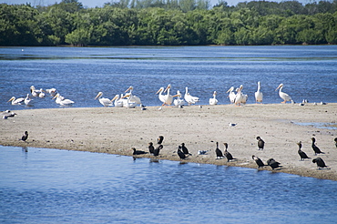 J.N. "Ding" Darling Wildlife Reserve, Sanibel Island, Gulf Coast, Florida, United States of America, North America