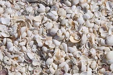 Beach covered in shells, Captiva Island, Gulf Coast, Florida, United States of America, North America