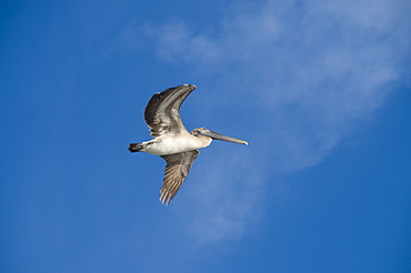 Pelicans in flight, Sanibel Island, Gulf Coast, Florida, United States of America, North America