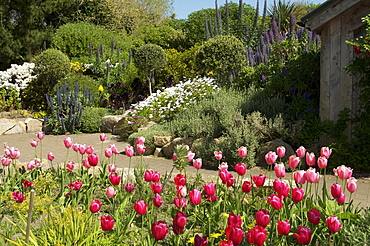 Abbey Gardens, Tresco, Isles of Scilly, United Kingdom, Europe