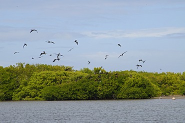 World's largest colony of Frigate Birds (Fregata magnificens) in the lagoon, Barbuda, Antigua and Barbuda, Leeward Islands, West Indies, Caribbean, Central America