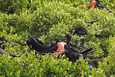 World's largest colony of Frigate Birds (Fregata magnificens) in the lagoon, Barbuda, Antigua and Barbuda, Leeward Islands, West Indies, Caribbean, Central America