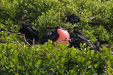 World's largest colony of Frigate Birds (Fregata magnificens) in the lagoon, Barbuda, Antigua and Barbuda, Leeward Islands, West Indies, Caribbean, Central America