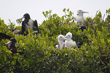 World's largest colony of Frigate Birds (Fregata magnificens) in the lagoon, Barbuda, Antigua and Barbuda, Leeward Islands, West Indies, Caribbean, Central America