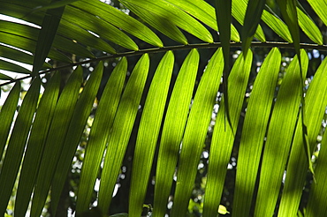 Rainforest vegitation, Hanging Bridges walk, Arenal, Costa Rica