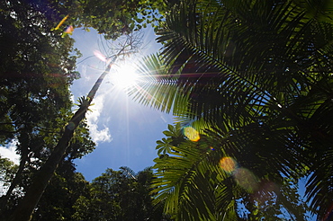 Rainforest vegitation, Hanging Bridges walk, Arenal, Costa Rica