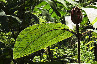 Rainforest vegitation, Hanging Bridges walk, Arenal, Costa Rica