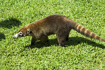 Coati Mundi, Arenal Volcano Observatory Lodge, Arenal Volcano, Costa Rica