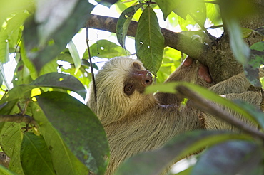 Sloth, Manuel Antonio National Park, Costa Rica