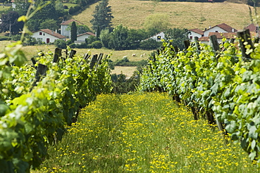 Vineyards in countryside near Saint Jean Pied de Port (St.-Jean-Pied-de-Port), Basque country, Pyrenees-Atlantiques, Aquitaine, France, Europe