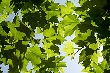 Vines near Saint Jean Pied de Port, Basque country, Pyrenees-Atlantiques, Aquitaine, France, Europe