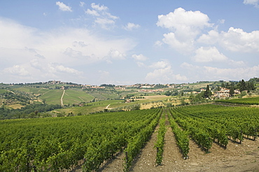 Vineyards near Radda, Chianti, Tuscany, Italy, Europe