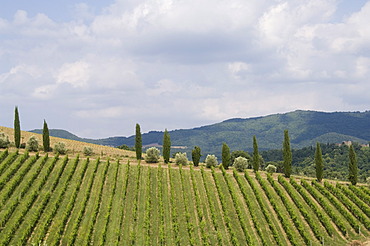 Near Radda, Chianti, Tuscany, Italy, Europe