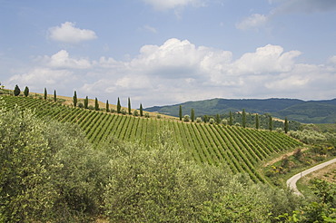 Near Radda, Chianti, Tuscany, Italy, Europe