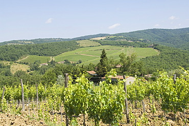 Typical Tuscan view in the area of Lamole, near Greve, Chianti, Tuscany, Italy, Europe