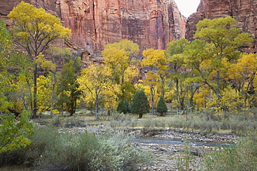 Zion National Park, Utah, United States of America, North America