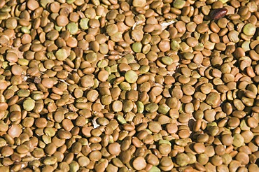 dryed beans used for seed to grow more