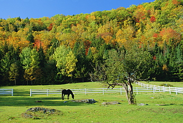 Horse grazing in paddock, near Jackson, New Hampshire, USA