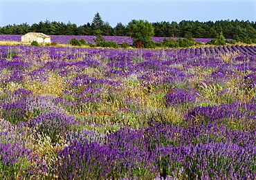 Lavender Field, Le Plateau de Sault, Provence, France