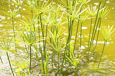 Close-up of papyrus