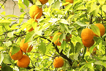 Orange trees and oranges