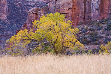 Cottonwood tree and reeds, Zion National Park in autumn, Utah, United States of America, North America