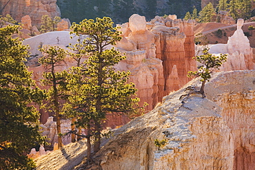 Tree clinging to rock at sunrise, Bryce Canyon National Park, Utah, United States of America, North America