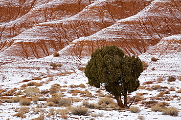 Capitol Reef, Utah, United States of America, North America