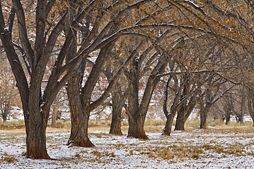 Trees near Visitor Centre, Capitol Reef National Park, Utah, United States of America, North America