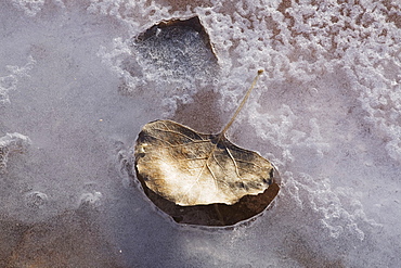 Leaf in frozen Fremont River, Capitol Reef, Utah, United States of America, North America