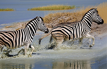 Zebra (Equus burchelli) running through water, Etosha National Park, Namibia, Africa